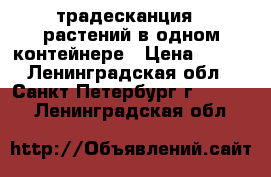 традесканция 5 растений в одном контейнере › Цена ­ 100 - Ленинградская обл., Санкт-Петербург г.  »    . Ленинградская обл.